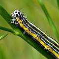 Apopestes spec&hellip;