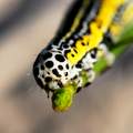 Apopestes spec&hellip;