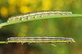 Apopestes spec&hellip;
