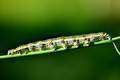 Apopestes spec&hellip;