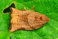 Archips podana&hellip;