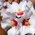 Badem, Prunus &hellip;