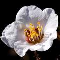 Badem, Prunus &hellip;