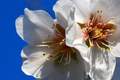 Badem, Prunus &hellip;