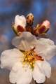 Badem, Prunus &hellip;