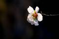 Badem, Prunus &hellip;
