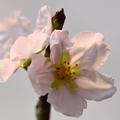 Badem, Prunus &hellip;