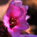 Bergenia cordi&hellip;