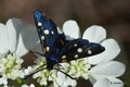 Bjelopjegavi o&hellip;