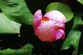 Božur, Paeonia&hellip;