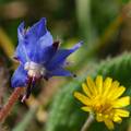 Borač, Borago &hellip;