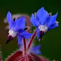 Boreč, Borago &hellip;