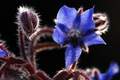 Boreč, Borago &hellip;