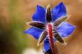 Boreč, Borago &hellip;