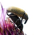 Repina pipa, B&hellip;