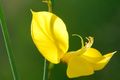 Brnistra, Spar&hellip;