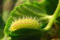 Pelargonijin p&hellip;