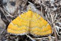 Camptogramma b&hellip;