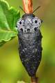 Capnodis teneb&hellip;