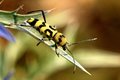 Chlorophorus v&hellip;