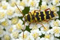 Chlorophorus v&hellip;