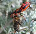 Crvena stjenic&hellip;
