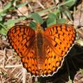Melitaea didym&hellip;