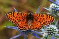 Crveni šarenac&hellip;