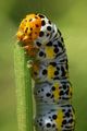 Cucullia verba&hellip;