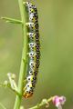 Cucullia verba&hellip;
