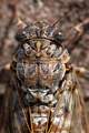Cvrčak, Cicada&hellip;
