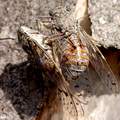 Cvrčak, Cicada&hellip;