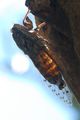 Cvrčak, Cicada&hellip;