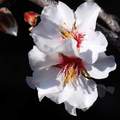 Badem, Prunus &hellip;