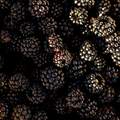Kupina, Rubus &hellip;