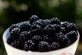Kupina, Rubus &hellip;