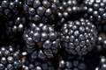 Kupina, Rubus &hellip;