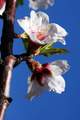 Badem, Prunus &hellip;