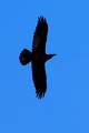 Gavran, Corvus&hellip;