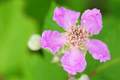 Kupina, Rubus &hellip;