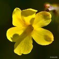 Zimski jasmin  