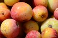 Sorbus domesti&hellip;