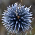 Modra sikavica&hellip;