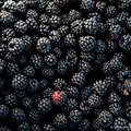 Kupina, Rubus &hellip;