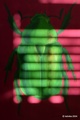 Shadow on the &hellip;
