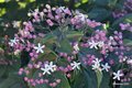 Klerodendron, &hellip;