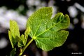 Smokva bilica,&hellip;