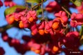 Kurika, Euonym&hellip;