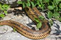 serpentina (3)