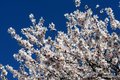Badem, Prunus &hellip;